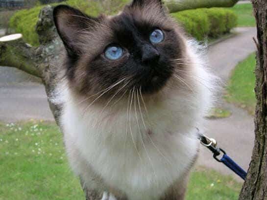 Le chat Birman ou sacr de Birmanie et ses yeux bleu azur