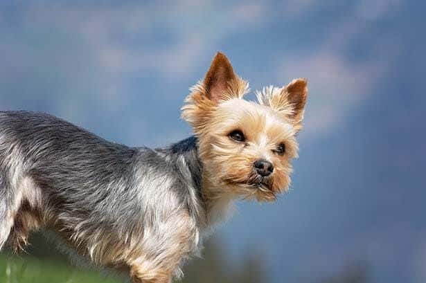 Le Yorkshire Terrier un petit chien de chasse